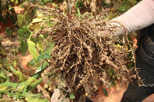 (写真２) 
慣行農法区画の根。病原菌に侵され根粒が見られる