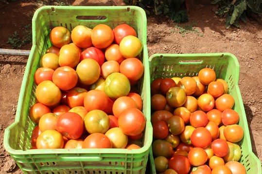 (写真１) 
左：EM栽培のトマト　
右：慣行農法のトマト