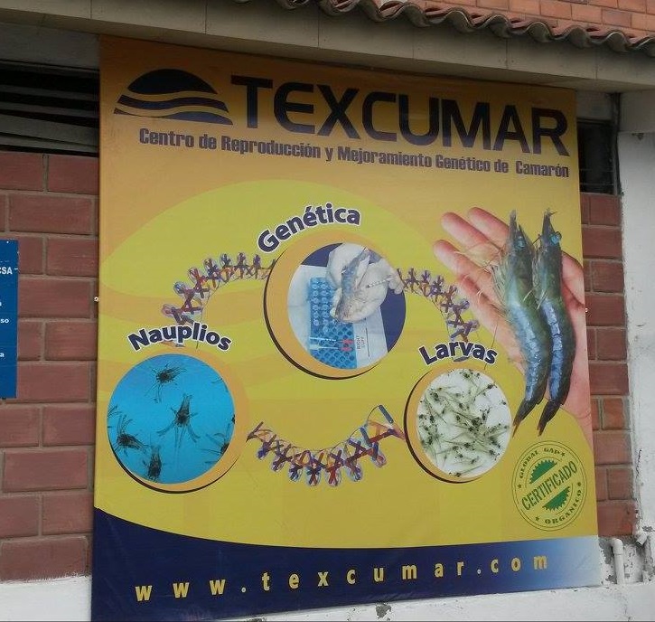 Texcumar shrimp grower社