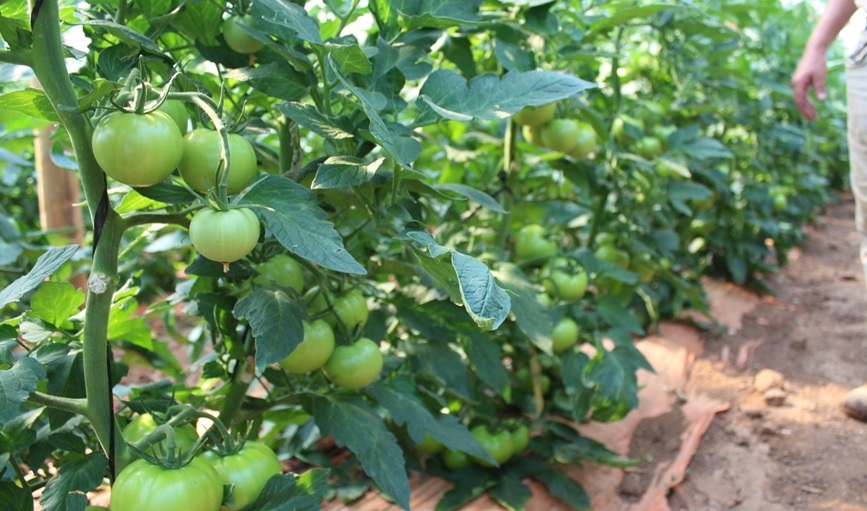 トマト栽培における線虫対策