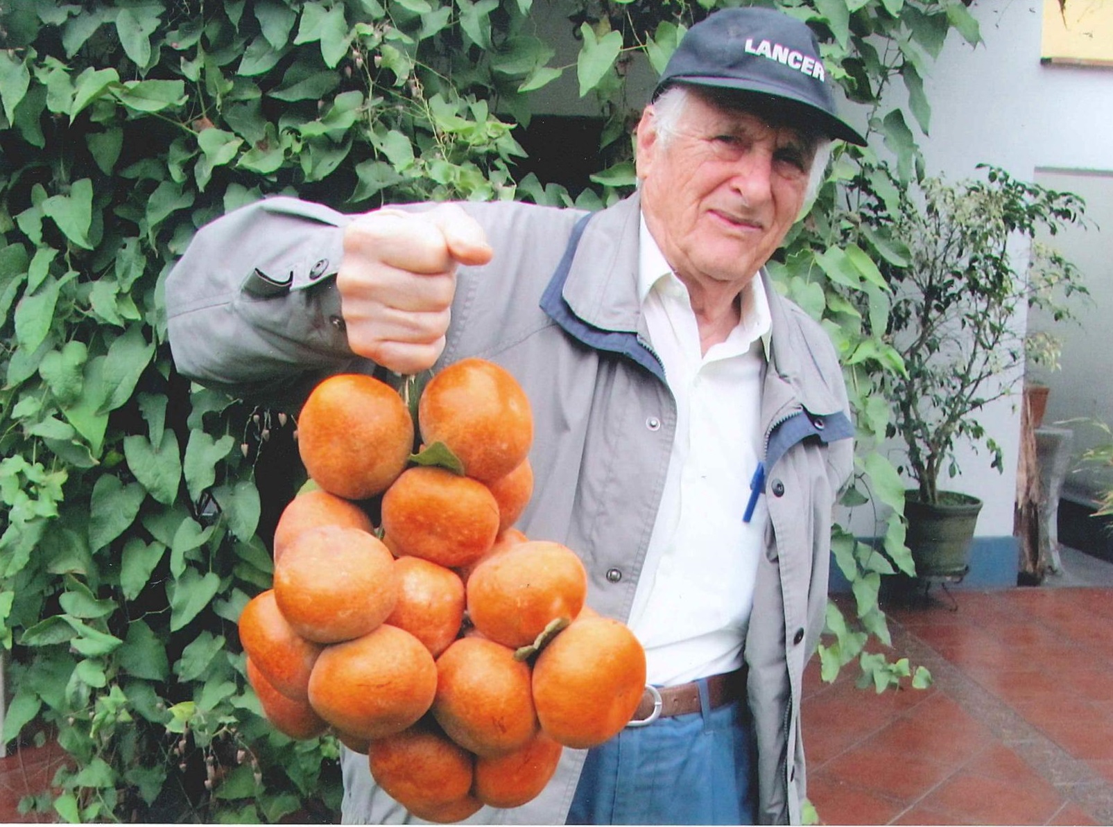 オレンジ栽培　収穫量UP、コストダウン